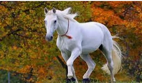 ما تفسير حلم الحصان لابن سيرين؟ تفسير حلم الحصان، إن رؤية الحصان من الرؤى التي تتعدد التفسيرات حولها بين الاستحسان والكراهية، ويتوقف ذلك على التفاصيل والحالات التي تتباين من شخص لآ