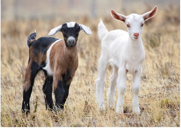 أهم 20 تفسير لحلم الغنم والماعز لابن سيرين تفسير حلم الغنم والماعز لابن سيرينالماعز في المنام بالنسبة للعالم ابن سيرين قد ترمز إلى المكانة الرفيعة في المجتمع والنبل، أو قد ترمز إلى
