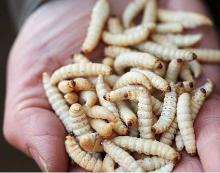 أهم تفسيرات رؤية الديدان في المنام لابن سيرين الديدان في المنام، تختلف التفسيرات حول تأويل الديدان في الحلم خاصة إن كان الرائي رجل أو امرأة والحالة الاجتماعية، ويشير بعض المؤولون أ