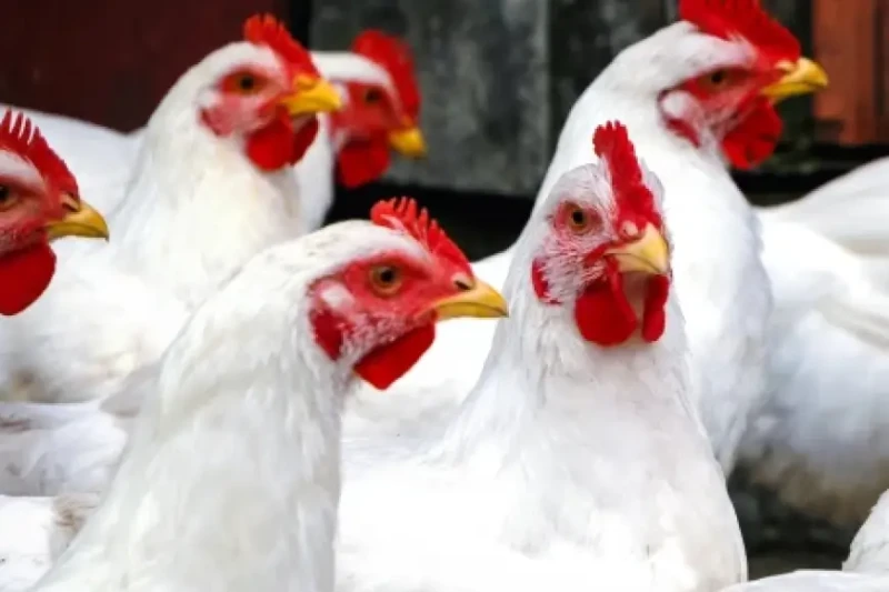 اسعار الفراخ البيضاء اليوم بورصة الدواجن الاثنين 22 يوليو 2024 سعر كرتونة البيض تعد الفراخ مصدرا هاما للبروتين وتستخدم في العديد من الأكلات المصرية