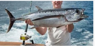 ما هو تفسير السمكة الكبيرة في المنام لابن سيرين؟ ما هو تفسير السمكة الكبيرة في المنام لابن سيرين؟، يعتقد المفسرين أن المنام يدل على الخير ويحمل