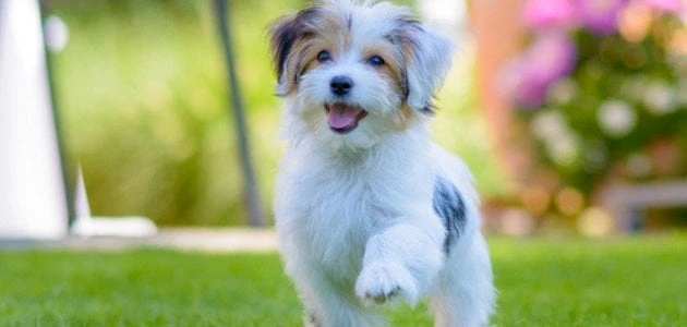 أجمل اسماء كلاب انثى مصري 2025 ومعانيها مجموعة مميزةالكلاب تعتبر من أكثر الحيوانات التي يحب العديد من الأشخاص تربيتها، وخاصة الإناث، فهم مرحون ويتمتعون بقدر عالي من الذكاء، وقد يوا