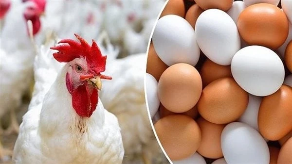 شوف وصل لكام.. أسعار الدواجن والبيض والبط اليوم الاثنين يستعرض موقع افاق عربية الإخباري، خلال التقرير التالي، أسعار بورصة الدواجن والبيض بالاضافة إلى