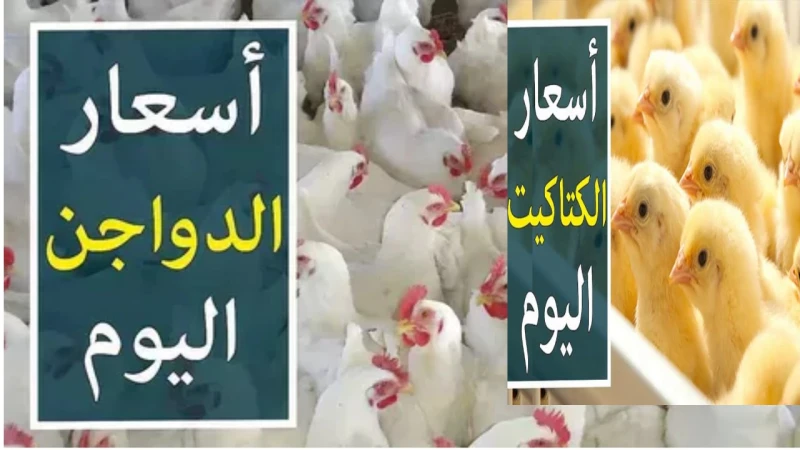 انخفاض سعر الفراخ.. كم سجلت أسعار الدواجن اليوم الاثنين بعد الانخفاض الكبير في سعر الكيلوشهدت أسواق الدواجن المحلية اليوم الاثنين 29 يوليو 2024