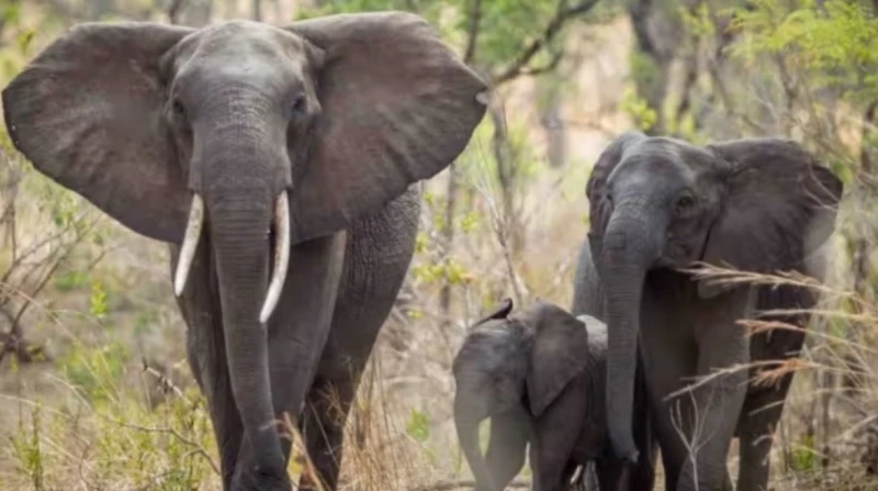 أفيال جنوب أفريقيا تدهس سائحا إسبانيا حتى الموت قتل سائح إسباني دهسا تحت أقدام مجموعة من الأفيال في حديقة وطنية بجنوب أفريقيا بعد أن ترك سيارته
