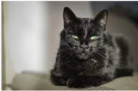 ما هو تفسير حلم القطه السوداء لابن سيرين؟ تفسير حلم القطه السوداء، من الاحلام التي تسبب الخوف للرائي فإن البعض يعتقد القطة السوداء دليل على التشاؤم والأحداث الغير سارة التي يمر بها