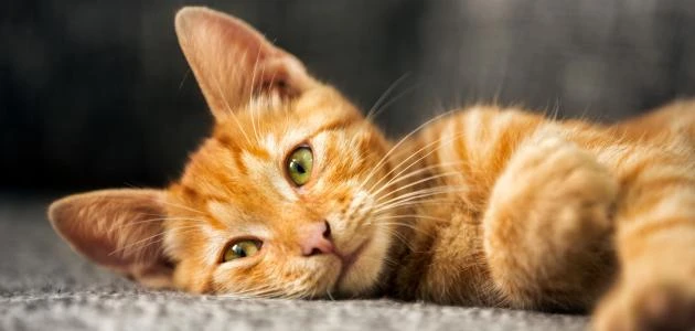 حكم بيع القطط عند الشيعةنتعرف اليوم على حكم بيع القطط عند الشيعة الأمر الذي طاله الكثير من البحث والتنقيب من قبل الكثير من الأشخاص، حيث إن القطط من