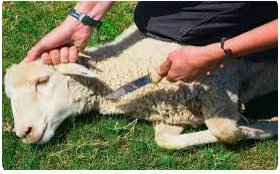 ما هو تفسير الذبيحة في المنام لابن سيرين؟ الذبيحة في المنام، يعتقد المفسرون أن الحلم يرمز إلى الخير ويحمل الكثير من البشائر للرائي ولكنه يحمل أيضا