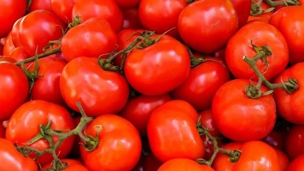 الكيلو ب 25 جنيها.. متى تنخفض أسعار الطماطم بالأسواق؟شهدت أسعار الطماطم بالأسواق ارتفاعا ملحوظا خلال الآونة الأخيرة حيث يتراوح سعر الكيلو بالأسواق من