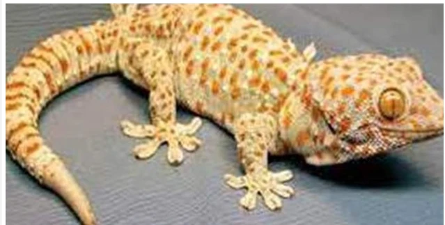 تفسير رؤية البريصة في المنام لابن سيرين والامام الصادق رؤية البريصة في المنام تعد من الرؤى المفزعة والمخيفة لكثير من الأشخاص حيث يعتبر البرص من أكثر أنواع الزواحف الغير مستحب رؤيته