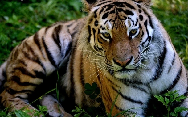 ما هو تفسير حلم النمر لابن سيرين والإمام الصادق؟ تفسير حلم النمر، هل رؤية النمر تبشر بالخير أم تنذر بالسوء؟ وما هي الدلالات السلبية لحلم النمر؟ وإلى