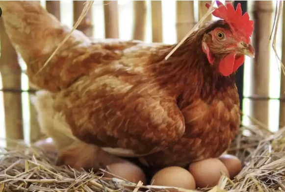 ما هو تفسير رؤية البيض والدجاج في المنام لابن سيرين؟ رؤية البيض والدجاج في المنام، هل رؤية البيض والدجاج تبشر بالخير أم تنذر بالسوء؟ وما هي الرموز