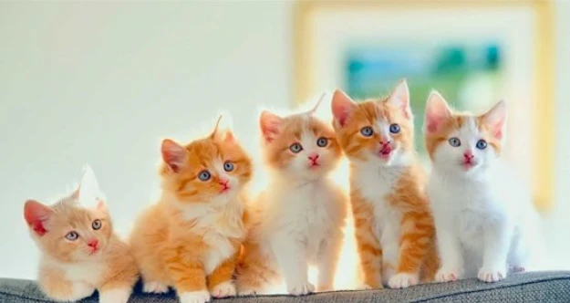 ما تفسير رؤية القطط في المنام للعزباء؟ تفسير رؤية القطط في المنام للعزباء، إن رؤية القطط عليها خلاف كبير بين المفسرين، وعلى الرغم من إقبال غالبية الناس على اقتناء القطط والاعتناء ب