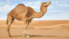 تعرف على تفسير الهروب من الجمل في المنام لابن سيرين الهروب من الجمل في المنام، لا شك أن الجمل يحمل دلالات ورموز تبدو مألوفة لدى الكثيرين منا، ومنها: