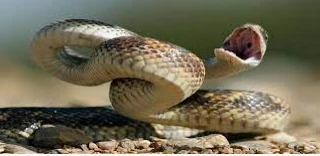 تعرف على تفسير الأحلام الحية لابن سيرين وكبار الفقهاء تعرف على تفسير الأحلام الحية لابن سيرين وكبار الفقهاء، تعتبر الحية من الزواحف التي تصيب الحالم