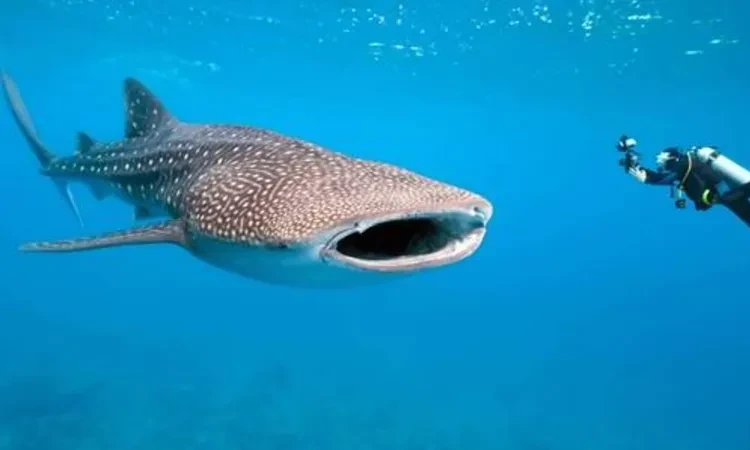 ظهور أكبر أنواع القرش بالغردقة يثير الذعر والجدل منوعات شاهد المقال التالي من صحافة مصر عن ظهور أكبر أنواع القرش بالغردقة يثير الذعر والجدل، رصد