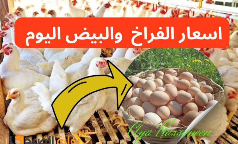 تراجع أسعار الفراخ والبيض اليوم الأحد 14 يوليو 2024 في الأسواقتعد الفراخ من اللحوم المهمة التى تحتوى على الكثير من المعادن والفيتامينات الضرورية