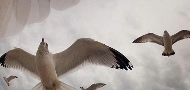 اقتباسات قصيرة عميقة 2025 من أعمق العبارات؟الاقتباس في اللغة هو النقل الحرفي من أحد المصادر سواء إن كان قول أو فعل، وغالبا ما يكون القول المقتبس ورد على لسان شخصيات شهيرة ومعروفة، 