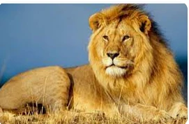 أهم 100 تفسير لحلم الأسد لابن سيرين أهم 100 تفسير لحلم الأسد لابن سيرين الأسد هو رمز للقوة والسلطة التي تفرض على المرء من قبل شخص أقوى منه ورؤيته في