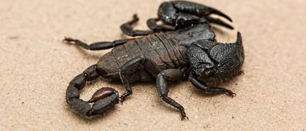 تعرف على تفسير حلم العقارب في البيت لابن سيرين تفسير حلم العقارب في البيت، يرى المفسرون أن المنام ينذر بالسوء ويحمل بعض التأويلات السلبية للرائي ولكنه يؤول إلى الخير في بعض الحالات