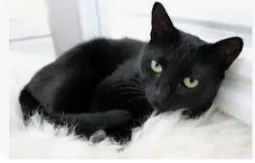 تأويلات ابن سيرين لرؤية قطة سوداء في المنام تأويلات ابن سيرين لرؤية قطة سوداء في المنام لها تفسيرات مثيرة للتعب النفسي، حيث تعد القطة السوداء رمز