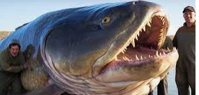 ما هو تفسير حلم سمكة كبيرة لابن سيرين؟ ما هو تفسير حلم سمكة كبيرة لابن سيرين؟ السمك في المنام بصفه عامه هو بشرى بالخير والرزق وكثرة الأموال أي الغنى، وفي بعض الأحيان يكون إشارة إلى