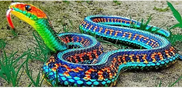 تعرف على تفسير حلم الثعبان بألوانه لابن سيرين تفسير حلم الثعبان بألوانه، هل رؤية الثعبان تبشر بالخير أم تنذر بالسوء؟ وما هي التأويلات السلبية لحلم