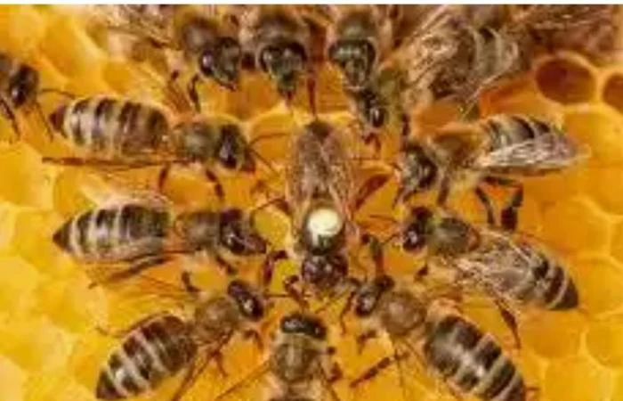 هل يستطيع النحل الكشف عن الأورام السرطانية ؟ كتب باسل النجار - الخميس 11 يوليو 2024 05:08 مساء - حال الخليج وكالاتكشفت دراسة حديثة، أنه من الممكن استخدام النحل كأداة مساعدة للتشخيص