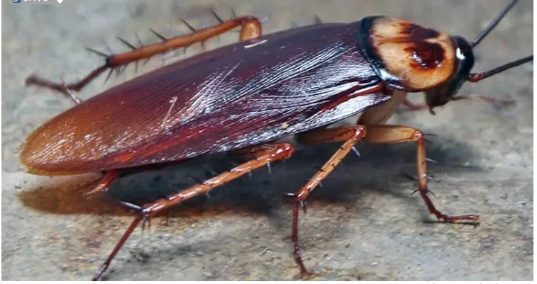 تعرف على تفسير الصراصير في المنام لابن سيرين وكبار المفسرين الصراصير في المنام من الرؤى التي تحمل الكثير من الدلالات مع العلم أن الصراصير من الحشرات