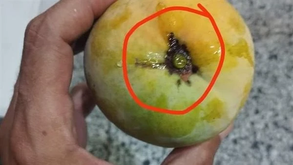 اعرف الفرق بين المانجو المرشوشة بالكربون والناضجة بشكل طبيعي.. صور نشر صاحب مزرعة مانجو شهيرة بالإسماعيلية منشورا على الفيسبوك عن التوعية في اختيار المانجو بعد انتشارها بشكل كبير.و