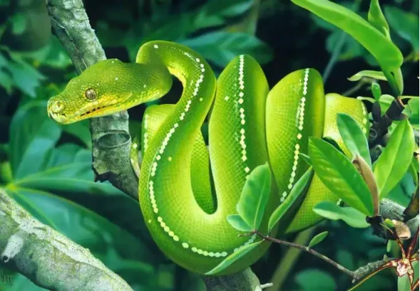 تعرف على تفسير الثعبان في الحلم للعزباء لابن سيرين والإمام الصادق و حلم الثعبان الأخضر الثعبان في الحلم للعزباء، من الأمور الصعبة أن تصادف العزباء