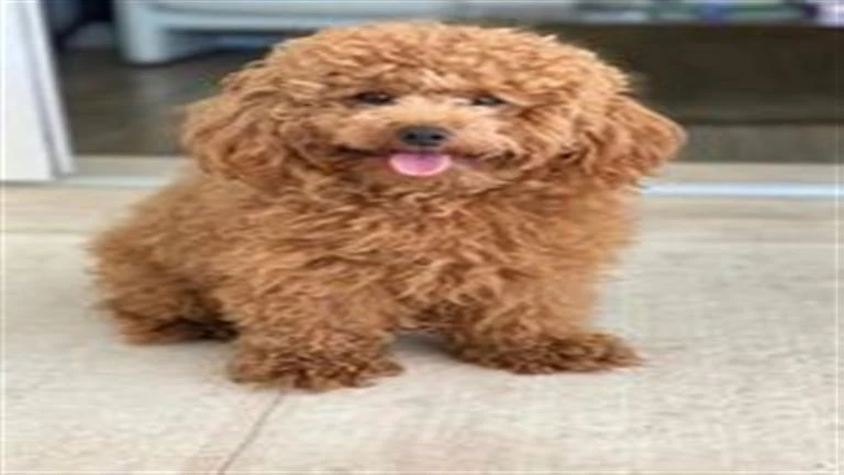 صور وفيديو- كلب يتحدى قوانين الطبيعة ويصبح نجما على السوشيال ميديا لهذا السبب لايف ستايل شاهد المقال التالي من صحافة مصر عن صور وفيديو كلب يتحدى