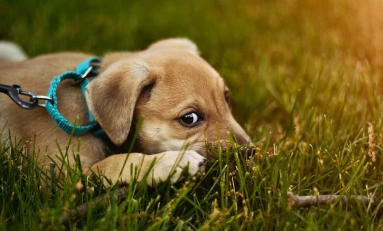 أجمل اسماء كلاب ذكور بالانجليزي 2025 ومعانيها مجموعة مميزة من أسماء الكلابمن خلال عرض أجمل اسماء كلاب ذكور بالانجليزي يكون لدى الجميع القدرة على