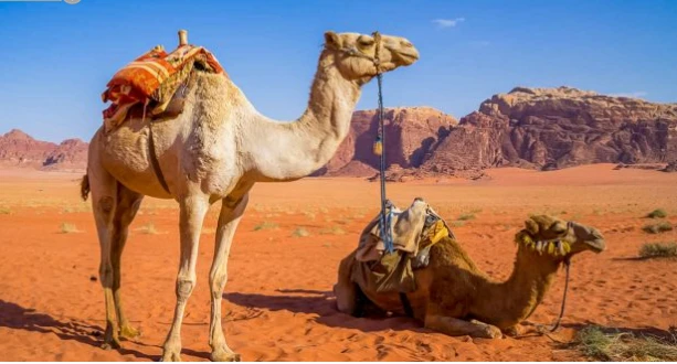 ما تفسير حلم الجمل لابن سيرين؟ تفسير حلم الجمل، إن رؤية الجمل من الرؤى التي يثار حولها الخلاف والجدل بين الفقهاء، ولقد ساد الاتفاق على اعتبار الجمل رمز الأسفار والتنقلات الحياتية،