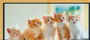 ما تفسير رؤية القطط في المنام للمتزوجة لابن سيرين؟ رؤية القطط في المنام للمتزوجة، لا شك أن القطط من الحيوانات الأليفة التي يحبب للكثيرين منا تربيتها