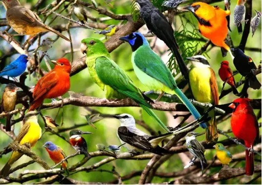 ما هو تفسير رؤية الطيور في المنام لابن سيرين؟ تفسير رؤية الطيور في المنام، ما هو تفسير رؤية الحمام والبط والعصافير في المنام؟، وما هي أبرز المعاني