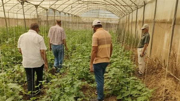 رئيس إنتاج تقاوي الخضر يكشف تفاصيل صنف لوبيا سخا 1قام اليوم السبت 2024727 الدكتور أحمد حلمي حسين رئيس البرنامج الوطني لإنتاج تقاوى الخضر و لجنة