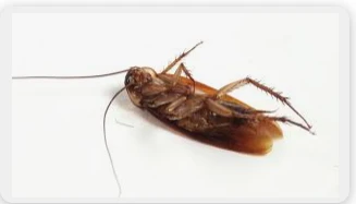 تفسير حلم قتل الصرصور لابن سيرين تفسير حلم قتل الصرصور في المنام يعد من الرؤى المزعجة والمثيرة لدى بعض الأشخاص، حيث يعتبر الصرصور من الحشرات المقززة والمخيفة لدى العديد من الناس، و