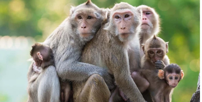 تعرف على تفسير حلم القرد لابن سيرين تفسير حلم القرد، هل رؤية القرد تبشر بالخير أم تنذر بالسوء؟ وما هي التفسيرات السلبية لحلم القرد؟ وإلى ماذا يؤول اللعب مع القرد في المنام؟ اقرأ هذ