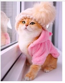 ماذا قال ابن سيرين في رؤية القط في المنام؟ رؤية القط في المنام تعد من الرؤى المفزعة المخيفة لصاحب الرؤية، على الرغم من أن القط حيوان أليف يعشق تربيته