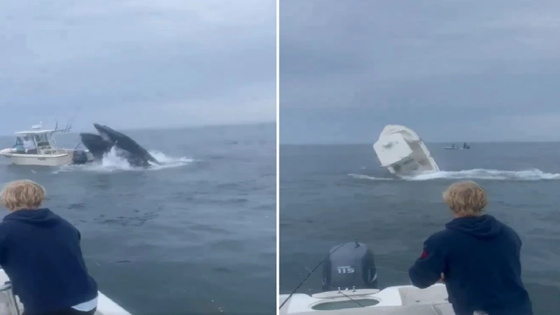 حوت غاضب يدمر قارب في عرض البحر.. فيديو اخر خبر شاهد المقال التالي من صحافة السعودية عن حوت غاضب يدمر قارب في عرض البحر فيديو، تفاجأ أحد مرتادي البحر