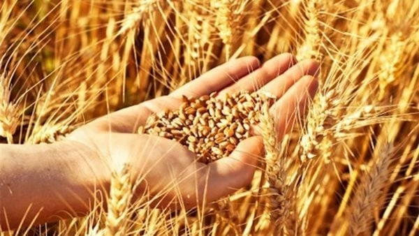 أبرز المشروعات التى دعمت الأمن الغذائي في مصر.. تفاصيل حرصت الدولة علي توفير السلع بالأسواق من خلال عدد من المشروعات التي نفذتها وزارة التموين بالتعاون مع القطاع الخاص و شركاء التن