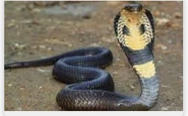 تفسير حلم لدغة الثعبان في القدم لابن سيرين تفسير حلم لدغة الثعبان في القدم، ما هي الدلالات الدقيقة لرؤية لدغة الثعبان الأسود في القدم؟، وهل تفسيرات رؤية لدغة الحية أو الثعبان الأبي