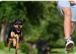 أهم التأويلات لرؤية الكلاب تجري ورائي في المنام للعزباء أهم التأويلات لرؤية الكلاب تجري ورائي في المنام للعزباء رؤية الكلاب تجري وراء الحالم في