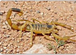 ما هو تفسير حلم العقرب السوداء وقتلها لابن سيرين؟ ما هو تفسير حلم العقرب السوداء وقتلها لابن سيرين؟ من الأحلام التي لها الكثير من الدلالات والرموز