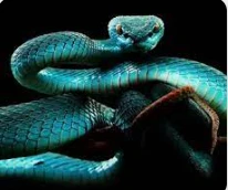 تعرف على تفسير الحية في المنام لابن سيرين الحية في المنام، لا شك أن الجميع يخشى رؤية الحية والأفعى بل ويخشى ذكر الإسم أيضا فهي من الزواحف المميتة