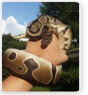 ما هو تفسير قتل الثعبان في المنام لابن سيرين؟ قتل الثعبان في المنام، يعتبر ظهور الثعبان في الحلم من الدلالات التي تؤكد على وجود المخاطر حول النائم