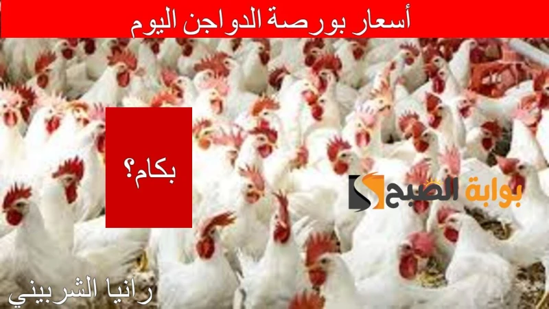 بكام الفراخ النهارده.. أسعار بورصة الدواجن اليوم الأربعاء 3172024 والكتاكيت في الأسواق المصريةتزايدات معدلات البحث في الآونة الأخيرة عن أسعار بورصة