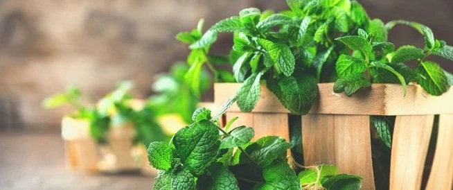 ل النعناع فوائد لا تحصى.. أهمها الحماية من أمراض القلب ونزلات برد الصيف منوعات الاسبوع شاهد المقال التالي من صحافة مصر عن ل النعناع فوائد لا تحصى