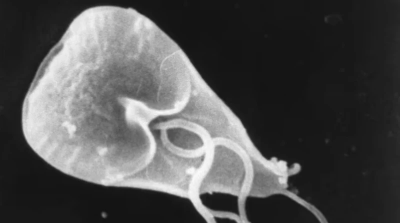 أنهى حياة طفلين.. أعراض جرثومة المعدة المتفشية في بريطانيا توفي طفلان كانا يدرسان في مدرسة لذوي الاحتياجات الخاصة في ليفربول، بعد أن أصيبا بداء